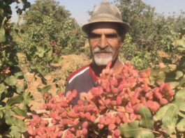 مرا نقابها به درد میآورد و او را به خنده می انداخت !